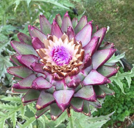 Sjamanistisch Systemisch werk