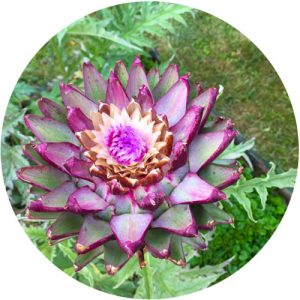 Training Sjamanistisch Systemisch werk