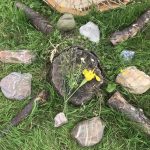 jaartraininig Sjamanistisch Systemisch werk