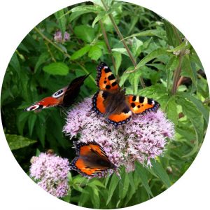 Opstellingen in groep