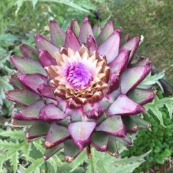 Sjamanistisch Systemisch werk